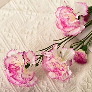 Carnation